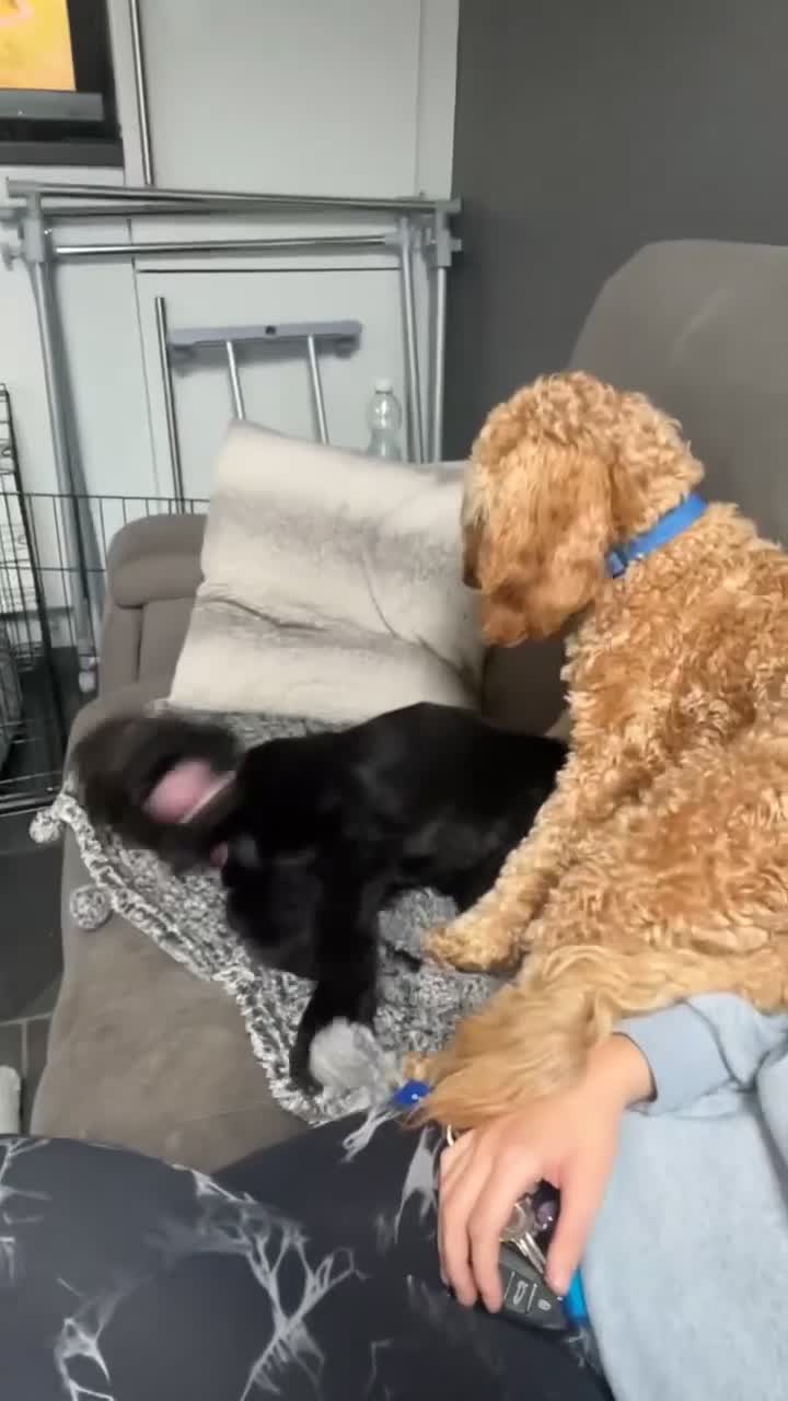 Cocker Spaniel dogs for sale: Nellie in Wilmslow - Video 1