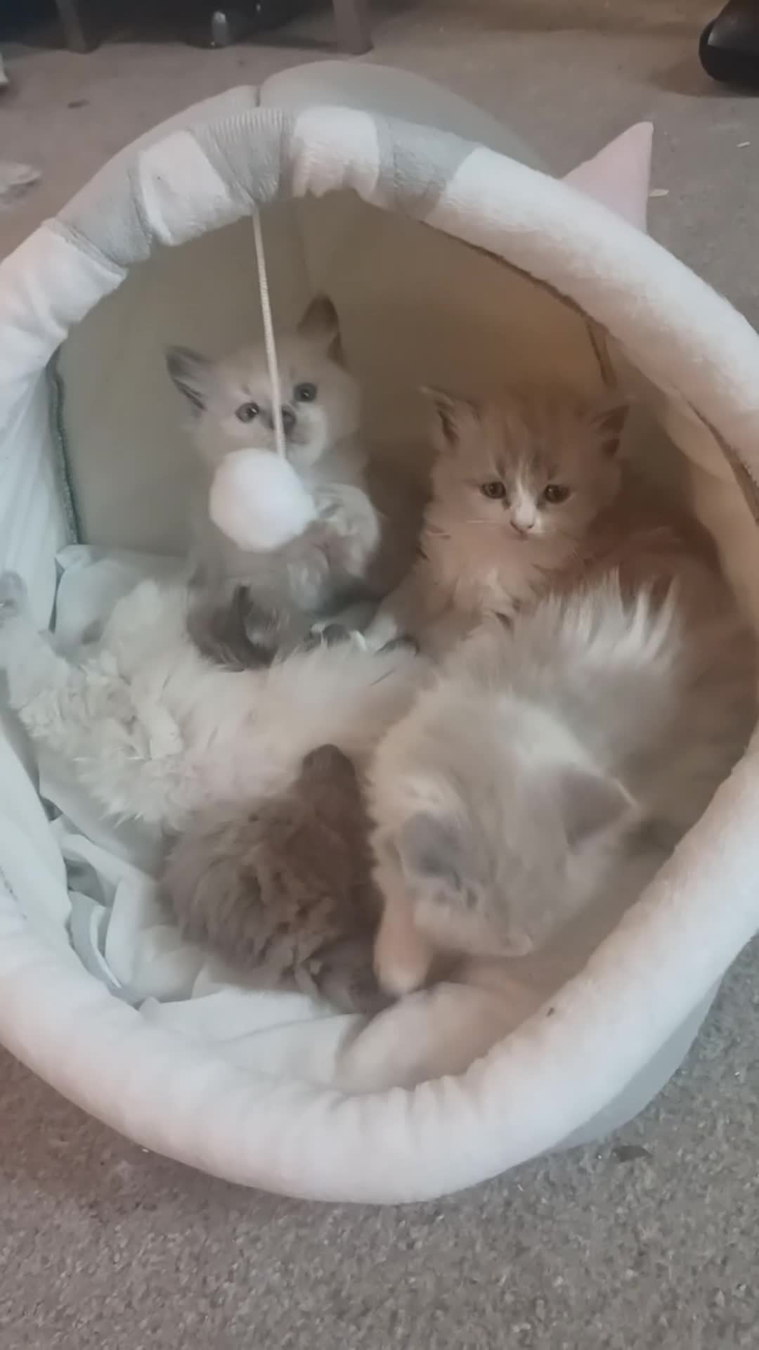 Ragdoll cats for sale: Mink ragdoll kittens - Video 1