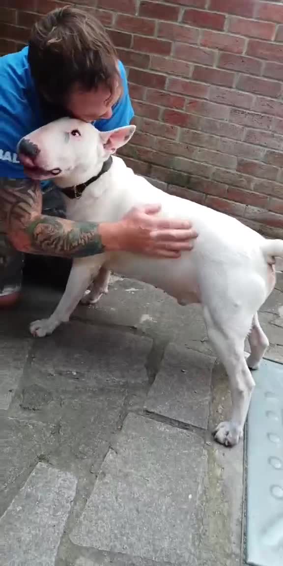 English Bull Terrier dogs for sale: 4 Year old English Bull Terrier - Video 1