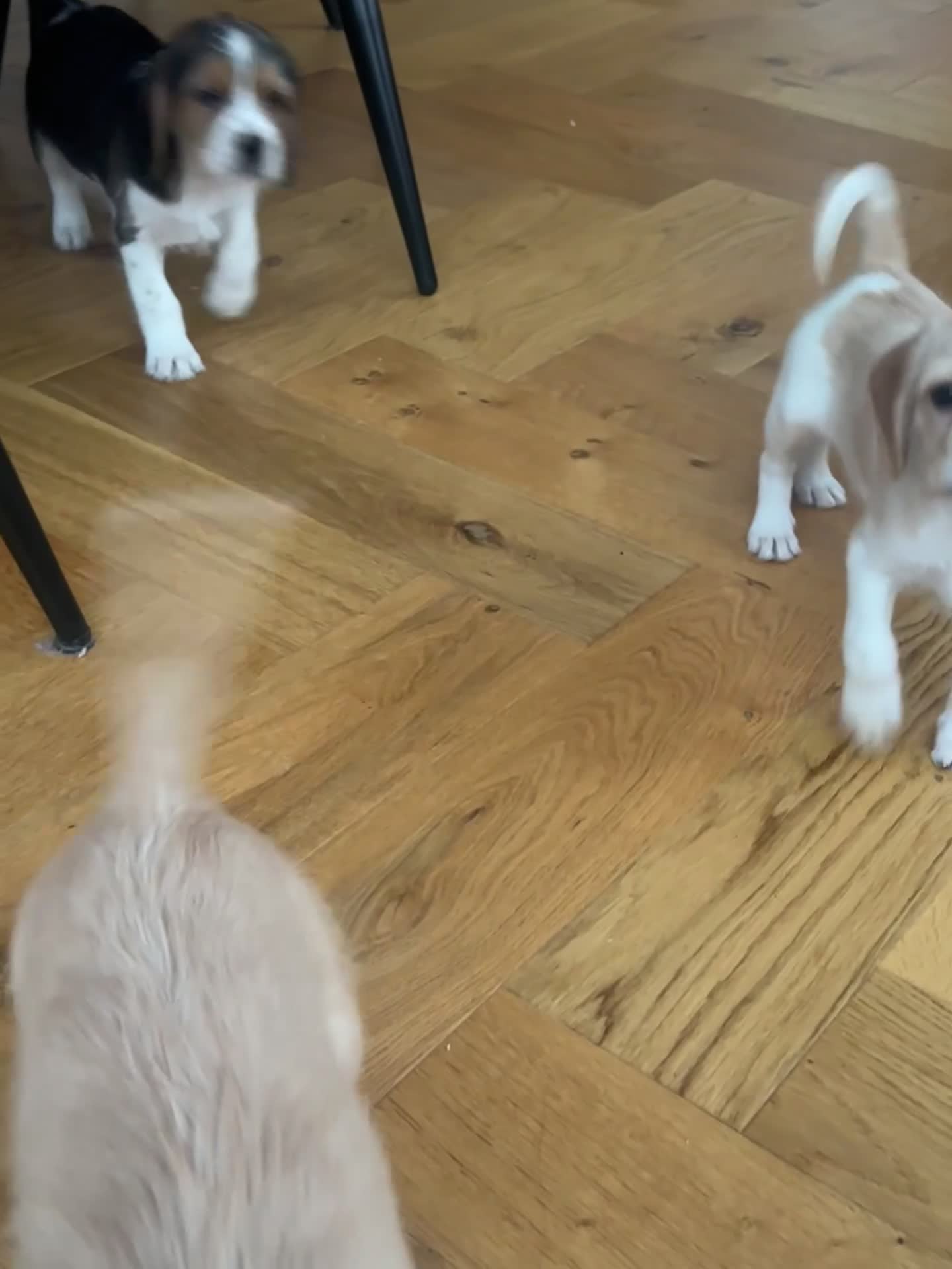 Mixed Breed dogs for sale: Beautiful Beagle X Cavapoo Puppies.  - Video 1