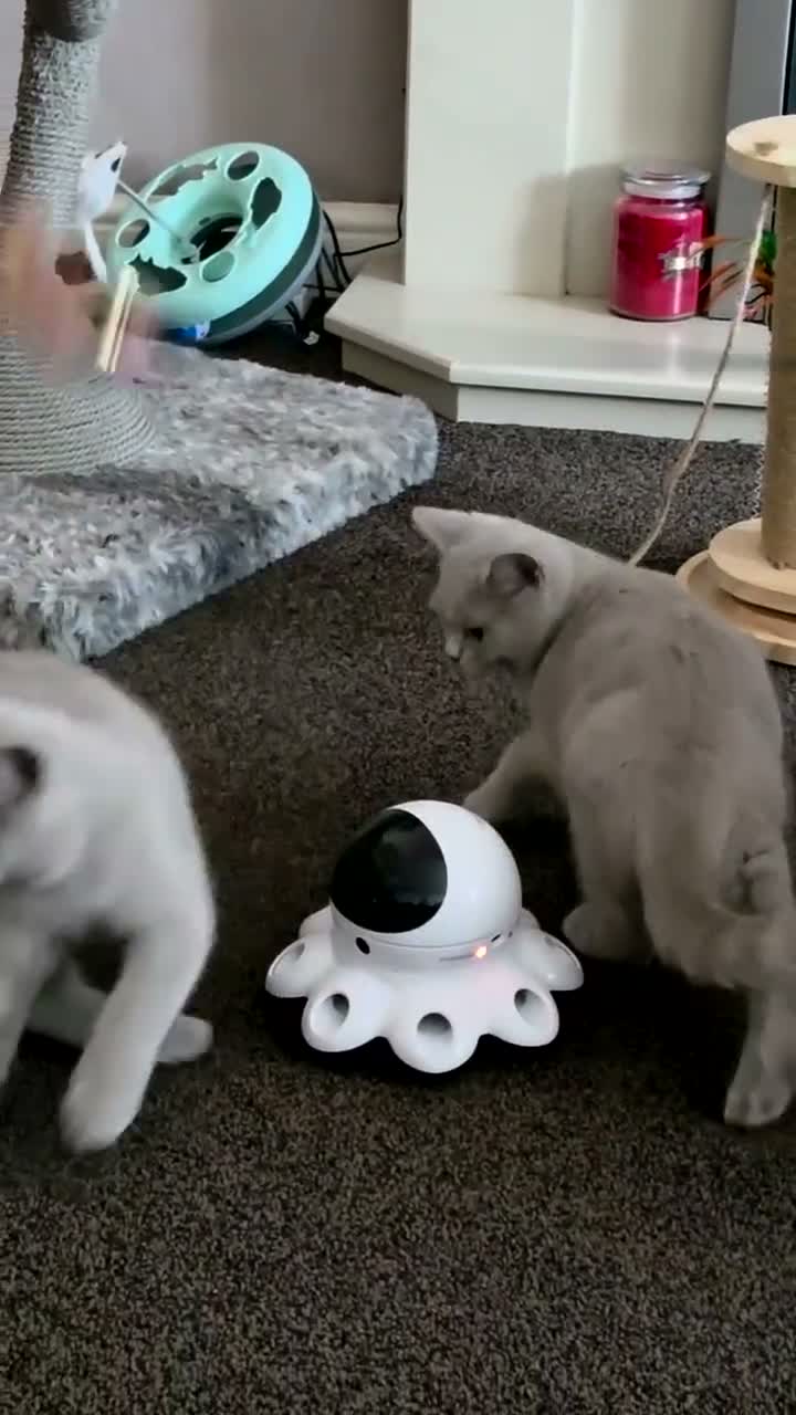 British Shorthair cats for sale:  Ready Now dual registered active,please read - Video 1