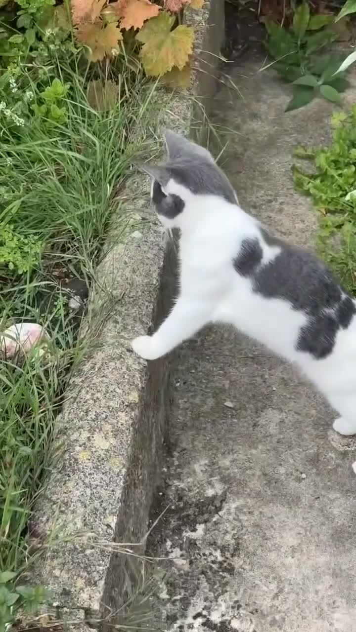 Mixed Breed cats for sale: 6 month old kitten for sale - Video 1