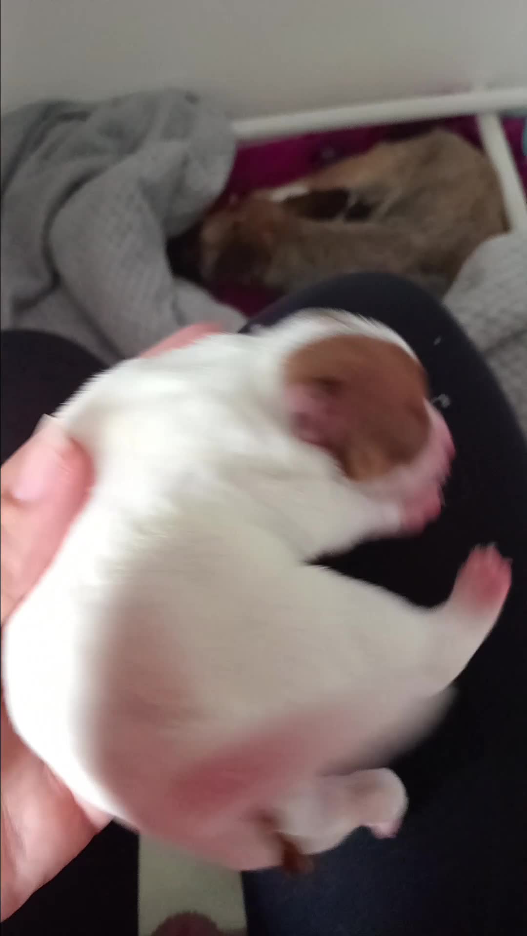 Patterjack dogs for sale: Patterjack/jackrussel - Video 4