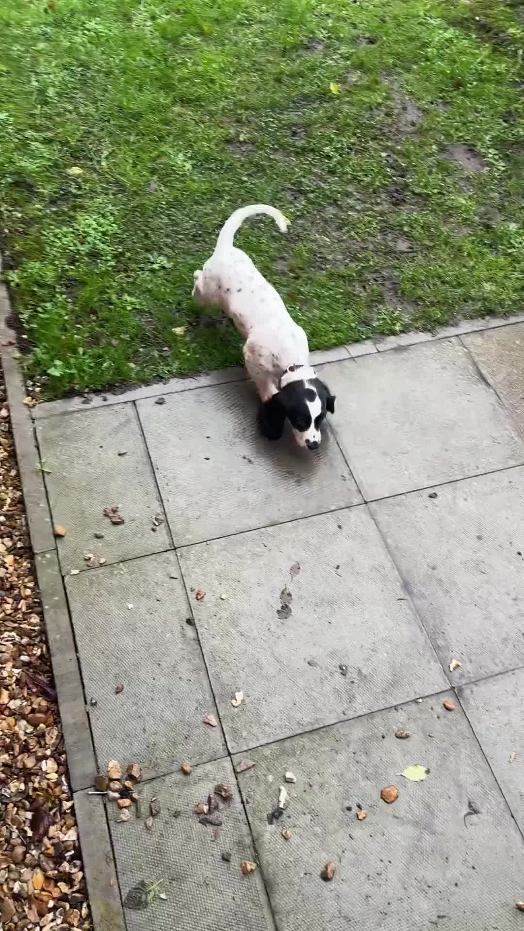 Mixed Breed dogs for sale: Cookie - Video 1