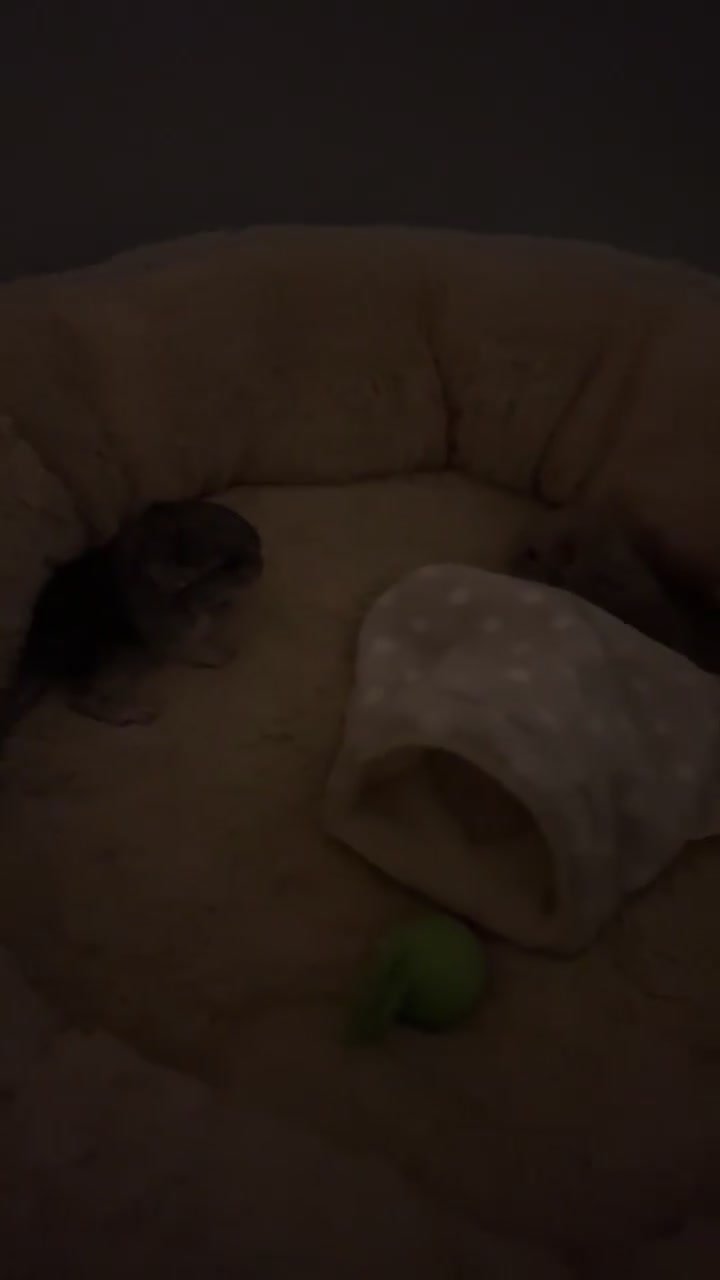 Chinchilla rodents for sale: Gorgeous baby Chinchillas  - Video 1