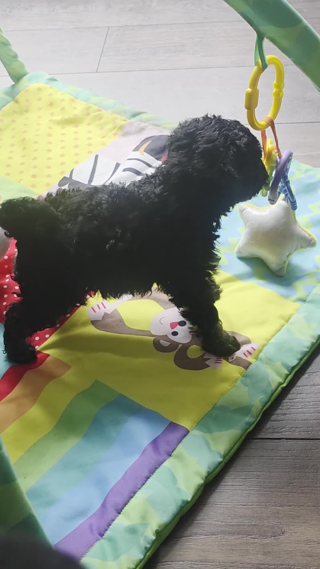 Toy Poodle dogs for sale: Gorgeous Toy poodle puppies  - Video 1