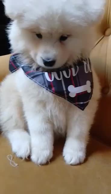Samoyed dogs for sale: Samoyed puppies looking for the new loving  home - Video 2