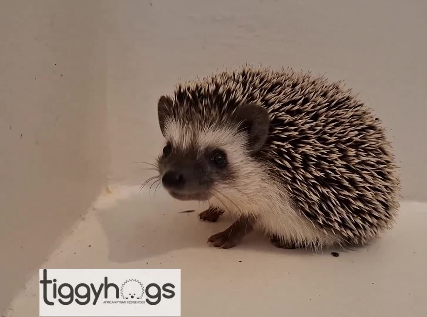 Pygmy Hedgehog rodents for sale: Ready from 9th may - 1 handsome Male - Video 1