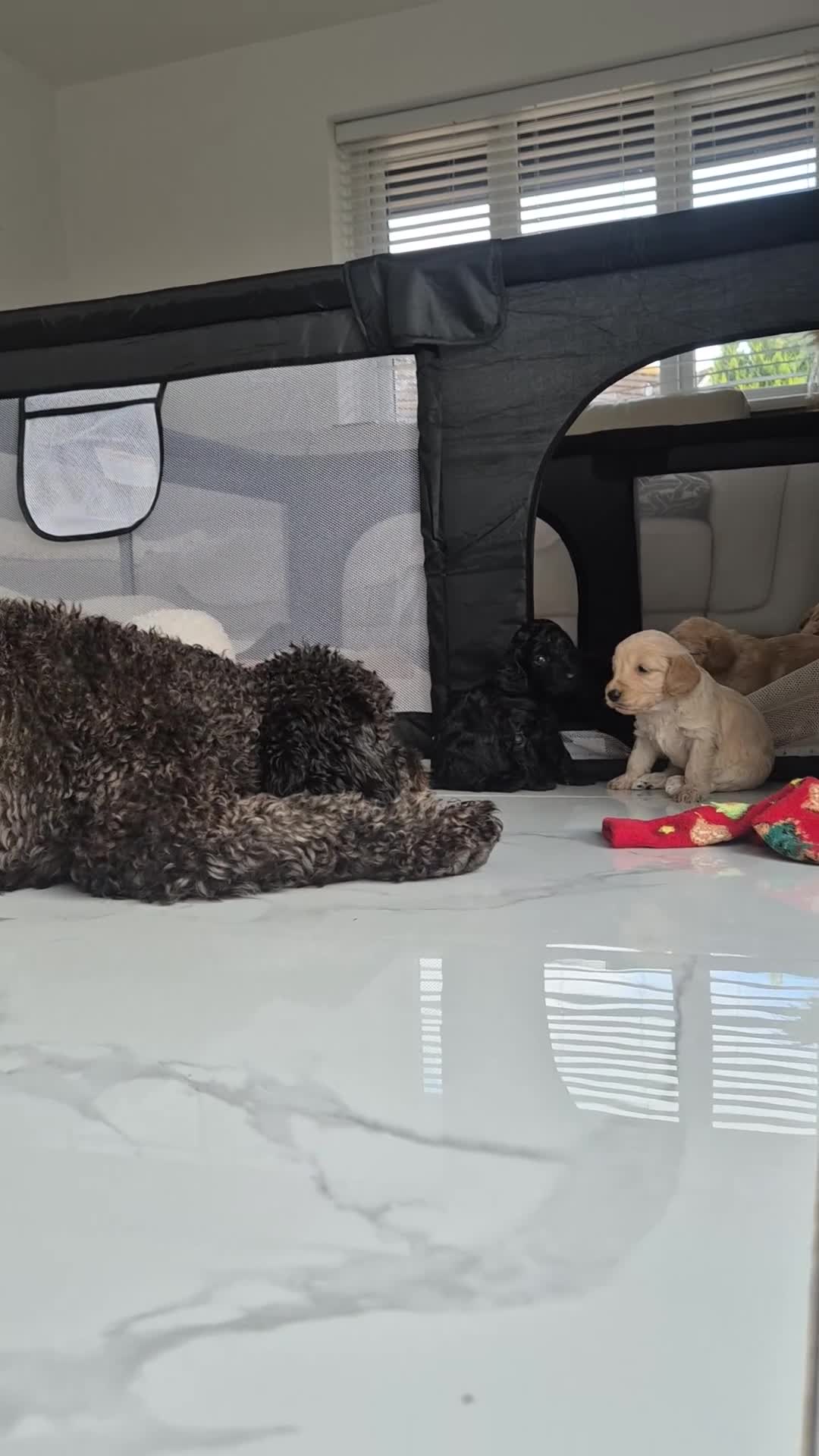 Cockapoo dogs for sale: F2 Cockapoo puppies in Bridgend - Video 2