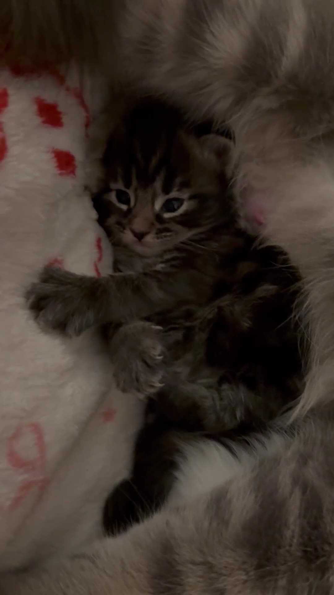 Ragdoll cats for sale: Ragdoll silver cross Bombay cuties  - Video 1