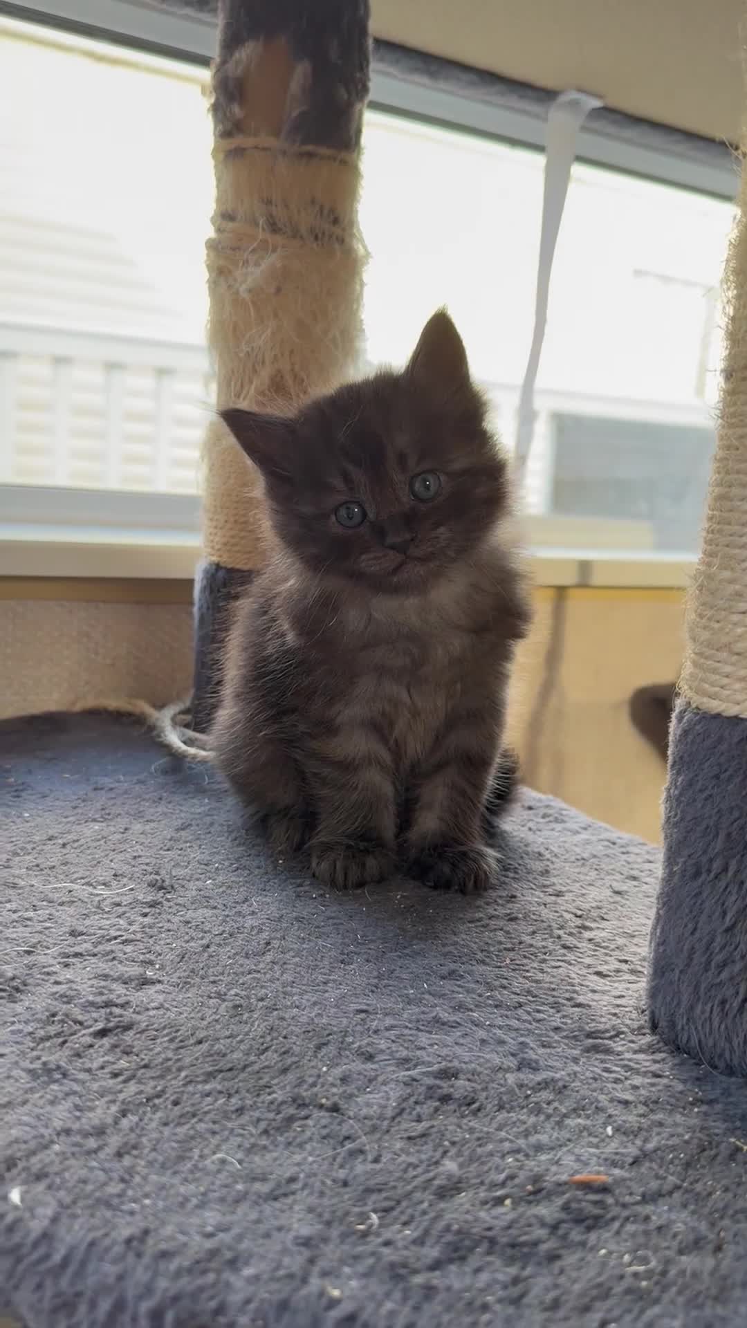 Maine Coon cats for sale: Mainecoon cross ragdoll  - Video 1