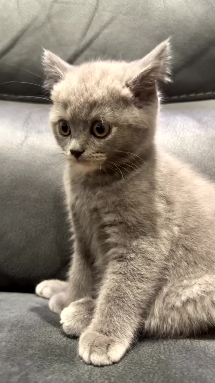 British Shorthair cats for sale: Adorable BSH Kittens Ready for Their Forever Homes - Video 5