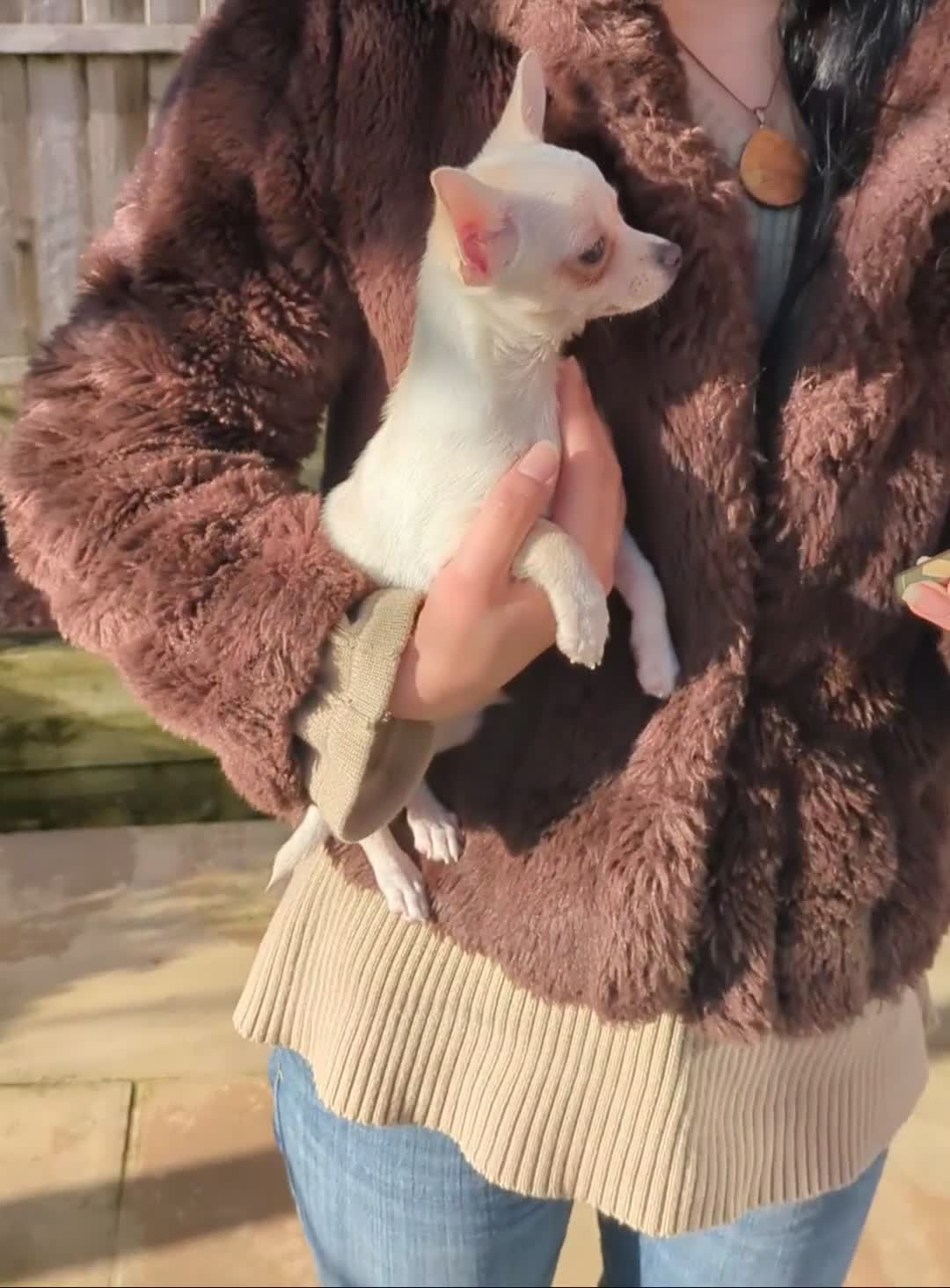 Chihuahua dogs for sale: ONE small toy pedigree Chihuahua - Video 2