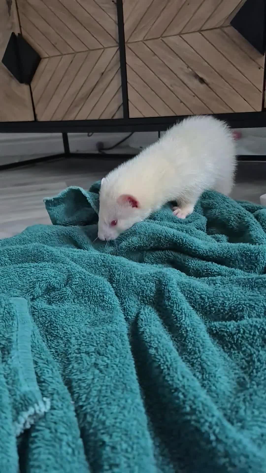 Ferret rodents for sale: Albino micro ferret - Video 1