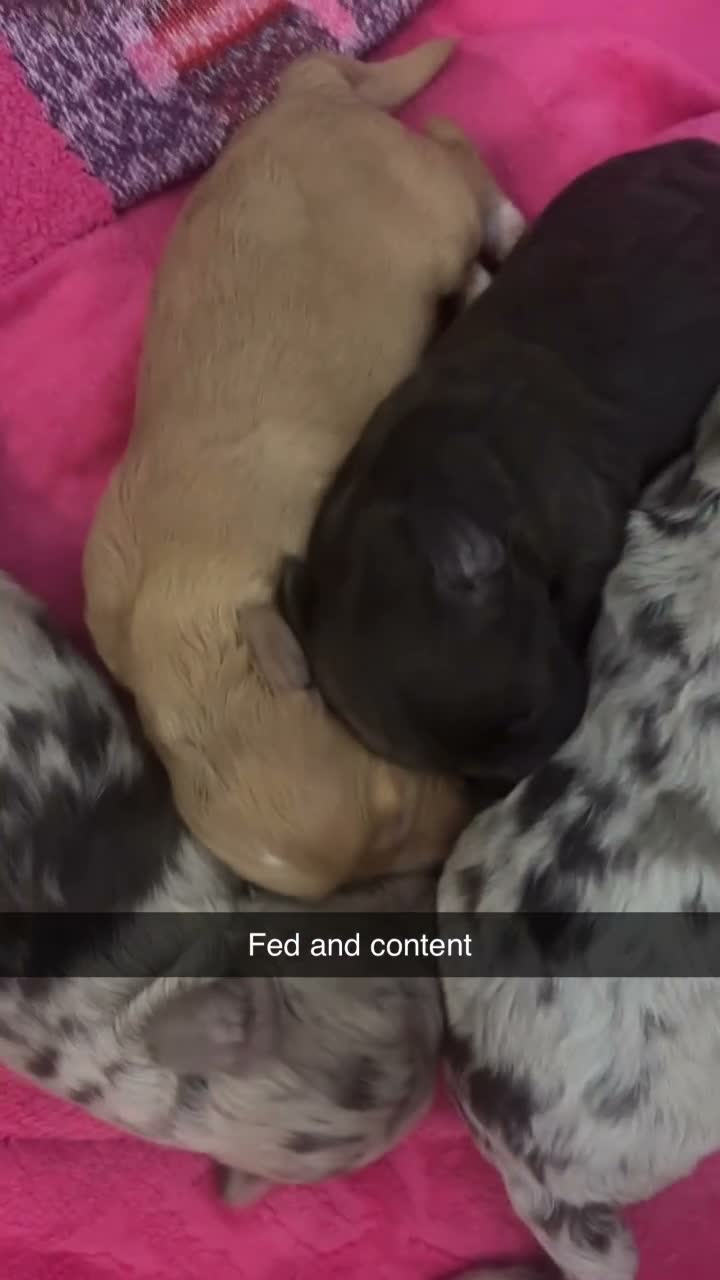 Cockapoo dogs for sale: Cocapoo puppies in Cramlington - Video 1