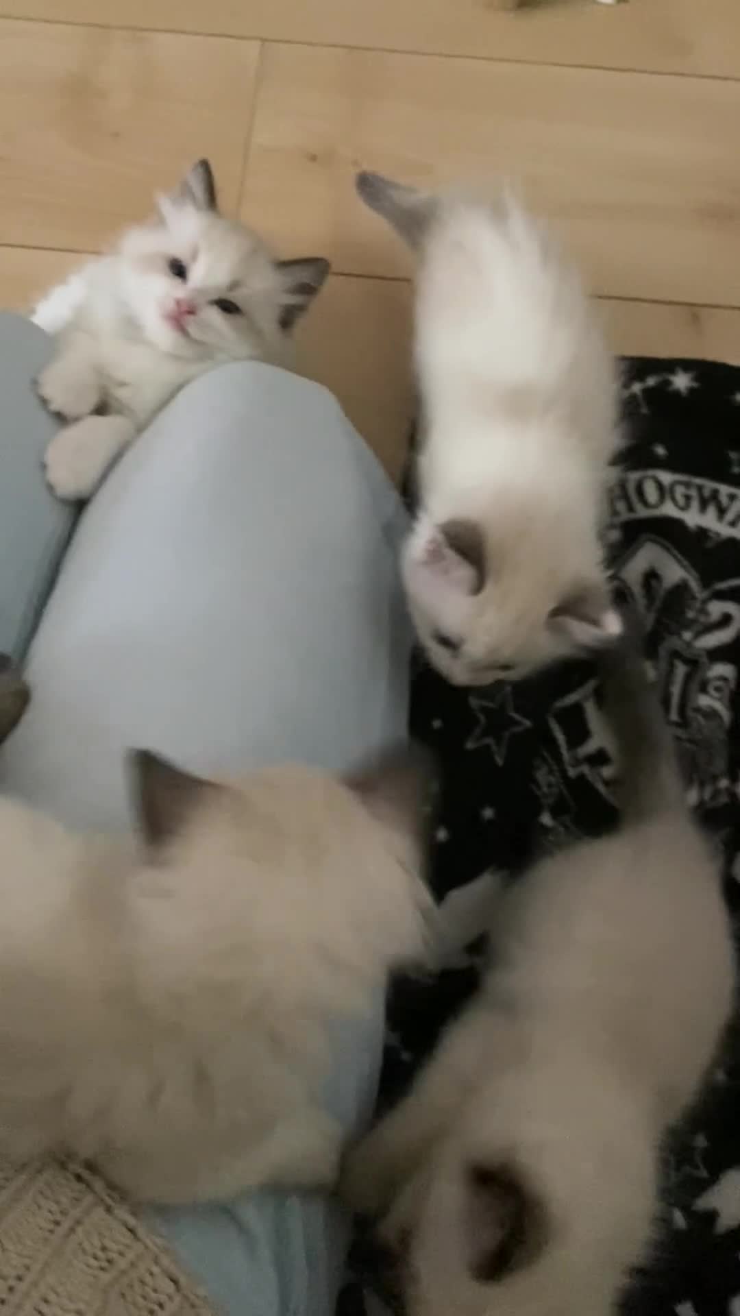 Ragdoll cats for sale: GCCF Seal point and bi colour Ragdoll Kittens - Video 1