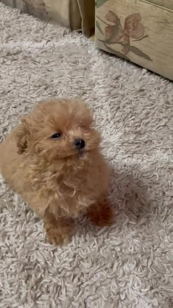 Maltipoo dogs for sale: Maltipoo Puppies – Two Beautiful Boys Available - Video 3