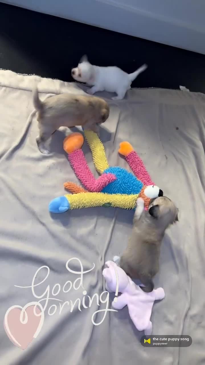 Mixed Breed dogs for sale: Stunning Maltese x JackChi puppies for sale - Video 2