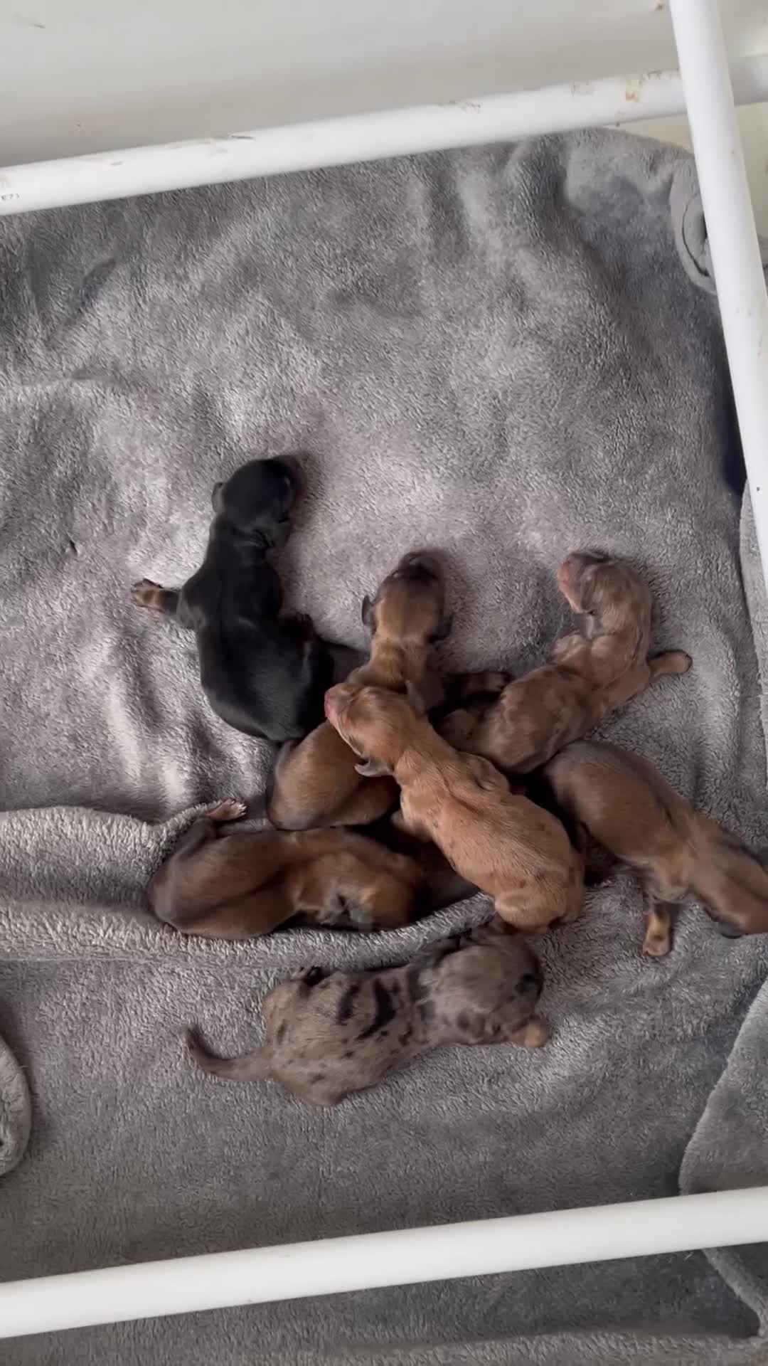 Dachshund dogs for sale: STANDARD KC REG LONGHAIRED DACHSHUNDS  - Video 2