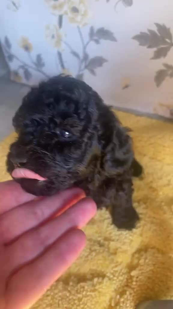 Toy Poodle dogs for sale: LAST TOY POODLE - Video 1