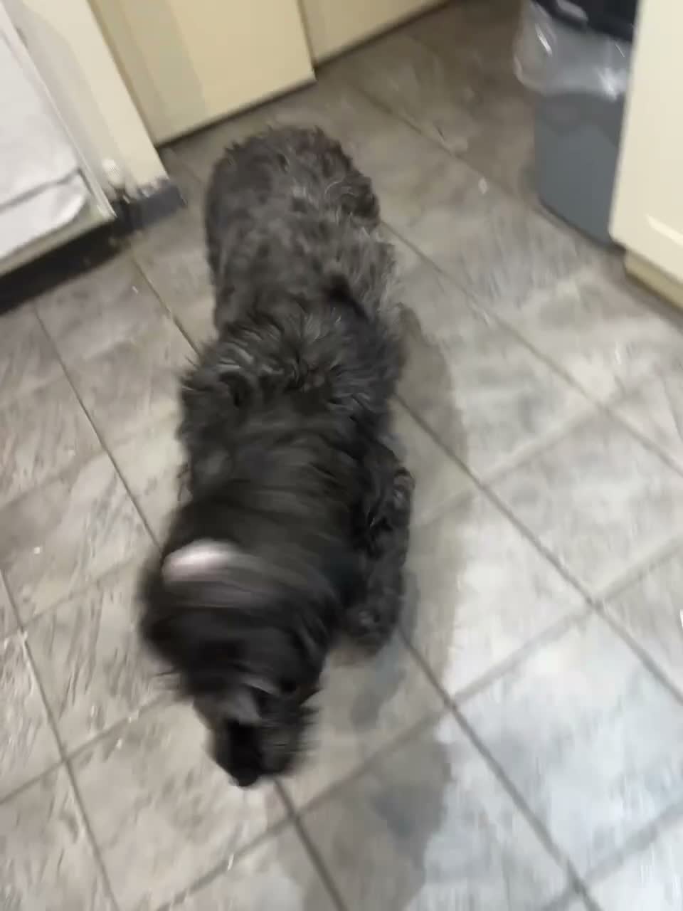 Briard dogs for sale: Beautiful pedigree Briards pups - Video 2