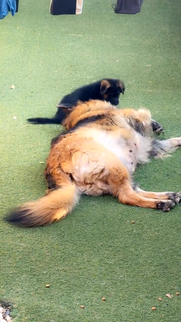 German Shepherd dogs for sale: German Shepard puppies for sales  - Video 1