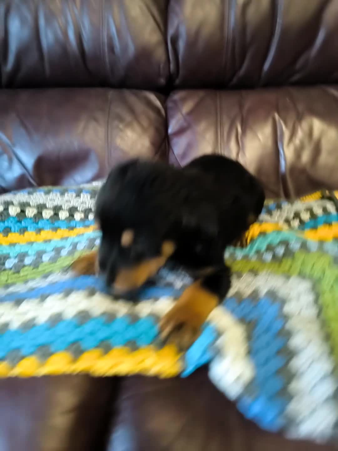 Rottweiler dogs for sale: * *photos updated Rottweiler puppies KC reg - Video 1