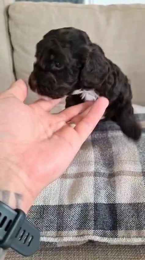 Sproodle dogs for sale: Sproodle puppies.  - Video 1
