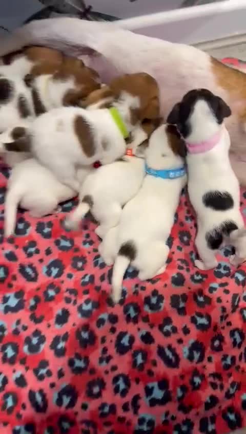 Jack Russell dogs for sale: Stunning Jack Russel pups  - Video 1