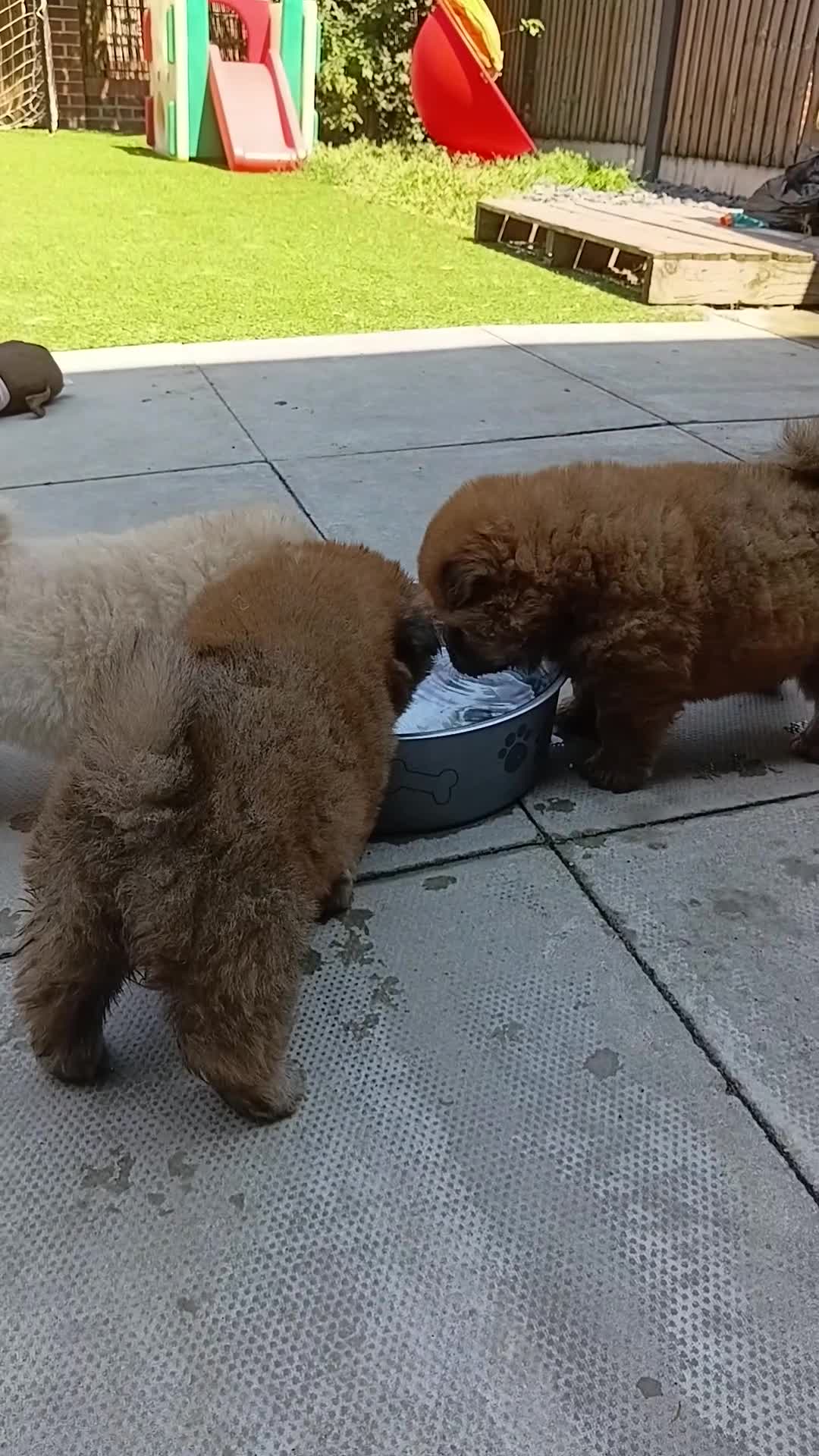Chow Chow dogs for sale: Chow Chow puppies for sale - Video 1