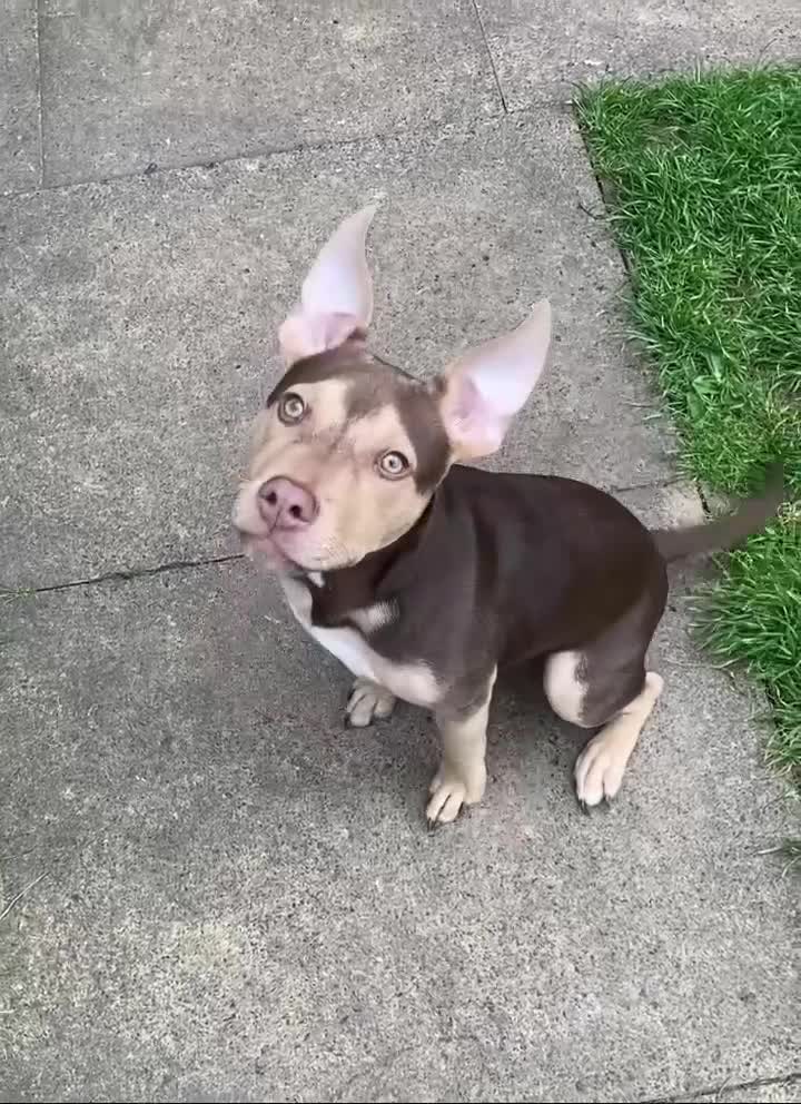 Mixed Breed dogs for sale: Rollo  - Video 1