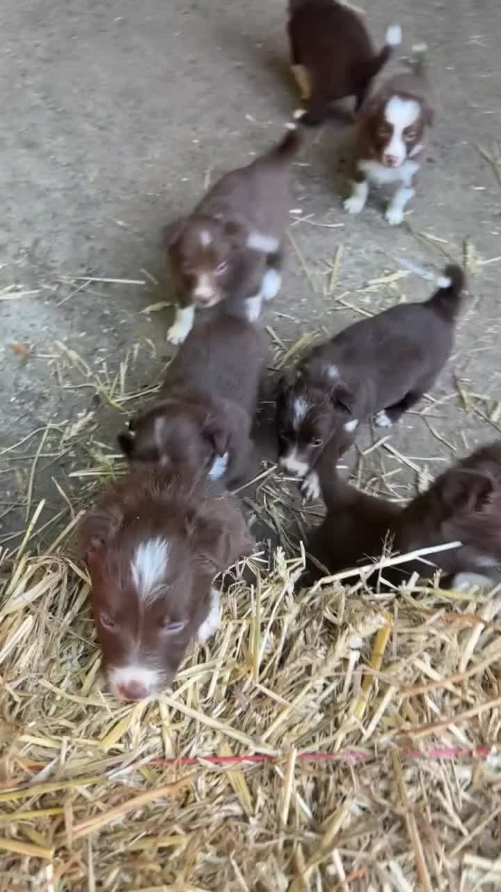 Border Collie dogs for sale: 8 working red/chocolate border collie puppies  - Video 1