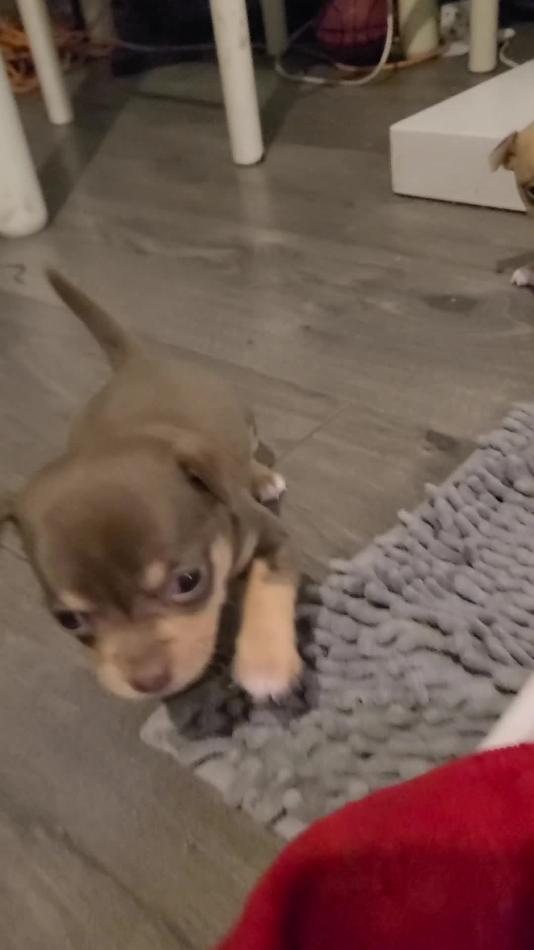 Chihuahua dogs for sale: Smooth coat chihuahua  - Video 1