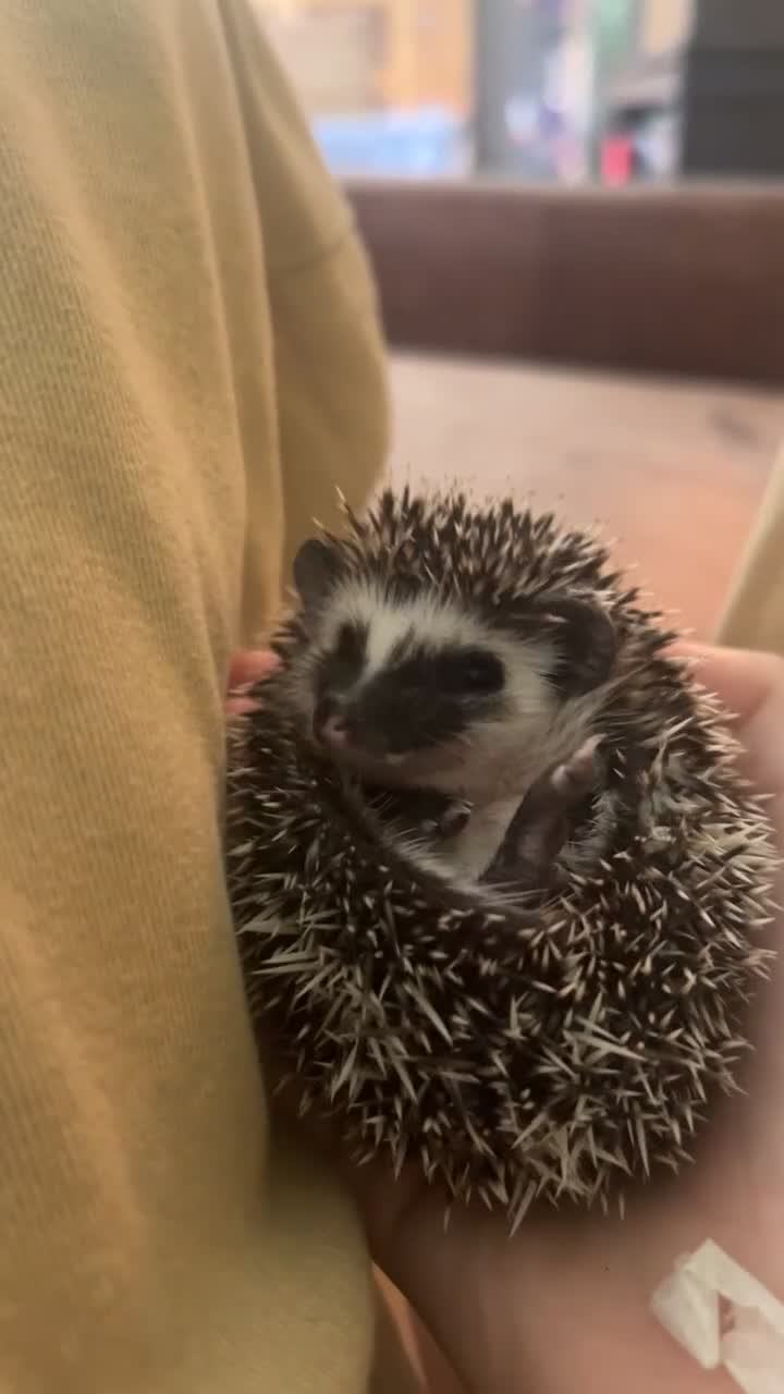 Pygmy Hedgehog rodents for sale: Gorgeous APH blaze hoglet - Video 4