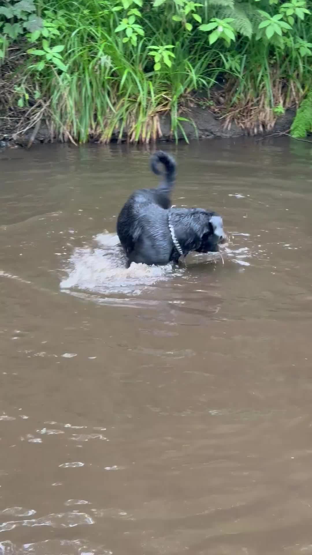 Rottweiler dogs for stud: For stud  in Bolton - Video 4