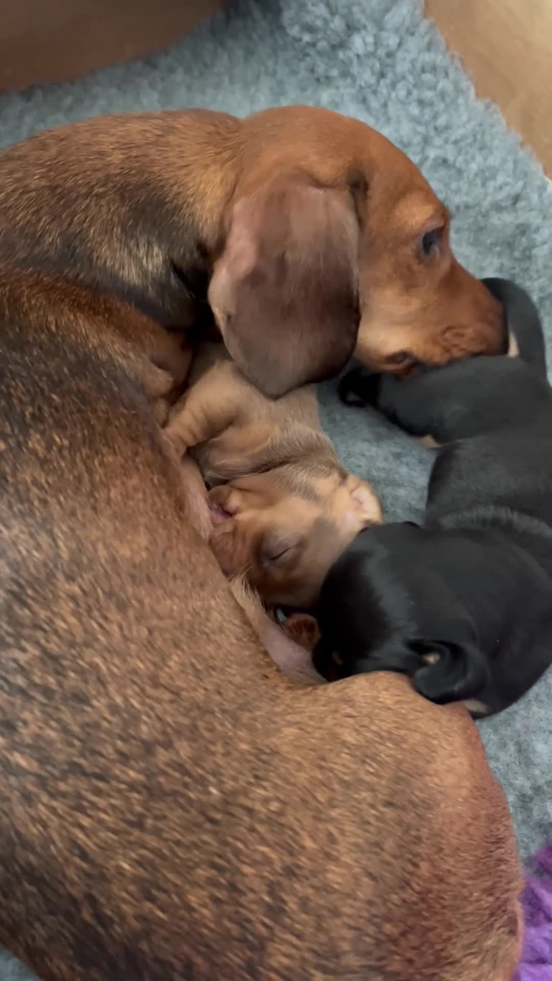 Dachshund dogs for sale: Female Dacshunds - Video 1