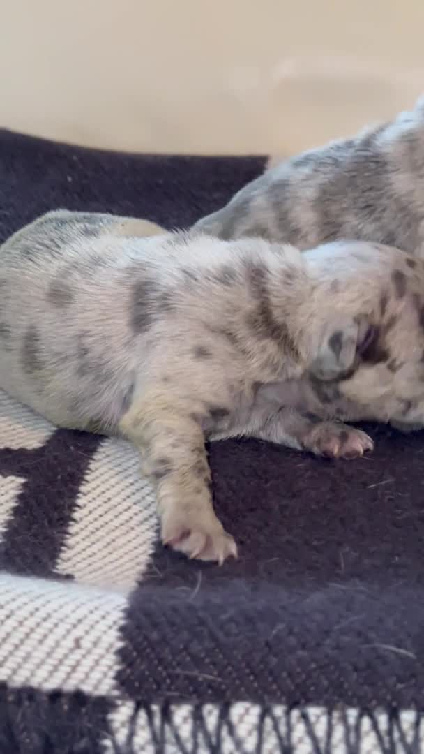 French Bulldog dogs for stud: HIGHEST QUALITY AVAILABLE  in London - Video 1