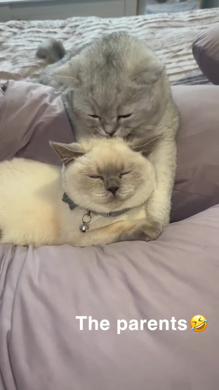 British Shorthair cats for sale: Beautiful British short hair - Video 1