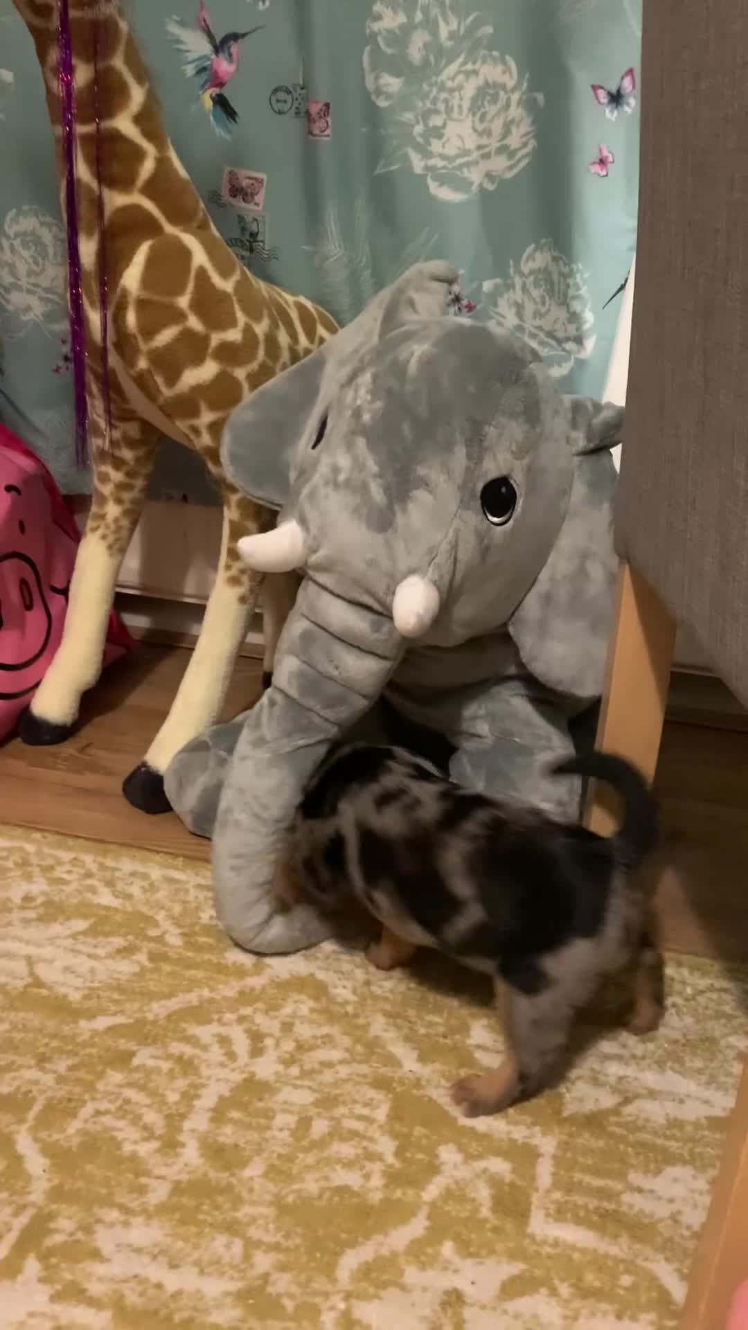 Mixed Breed dogs for sale: Puppies for good home - Video 2