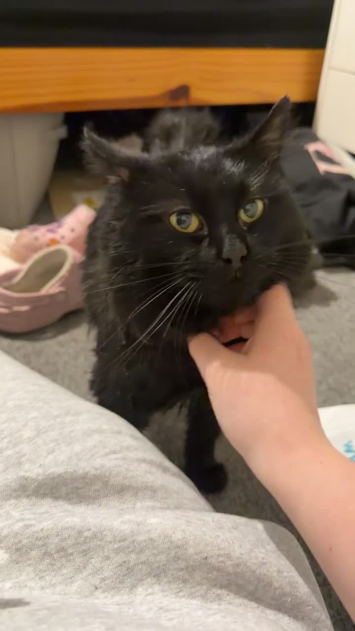 British Longhair cats for sale: Corey in Huddersfield - Video 1