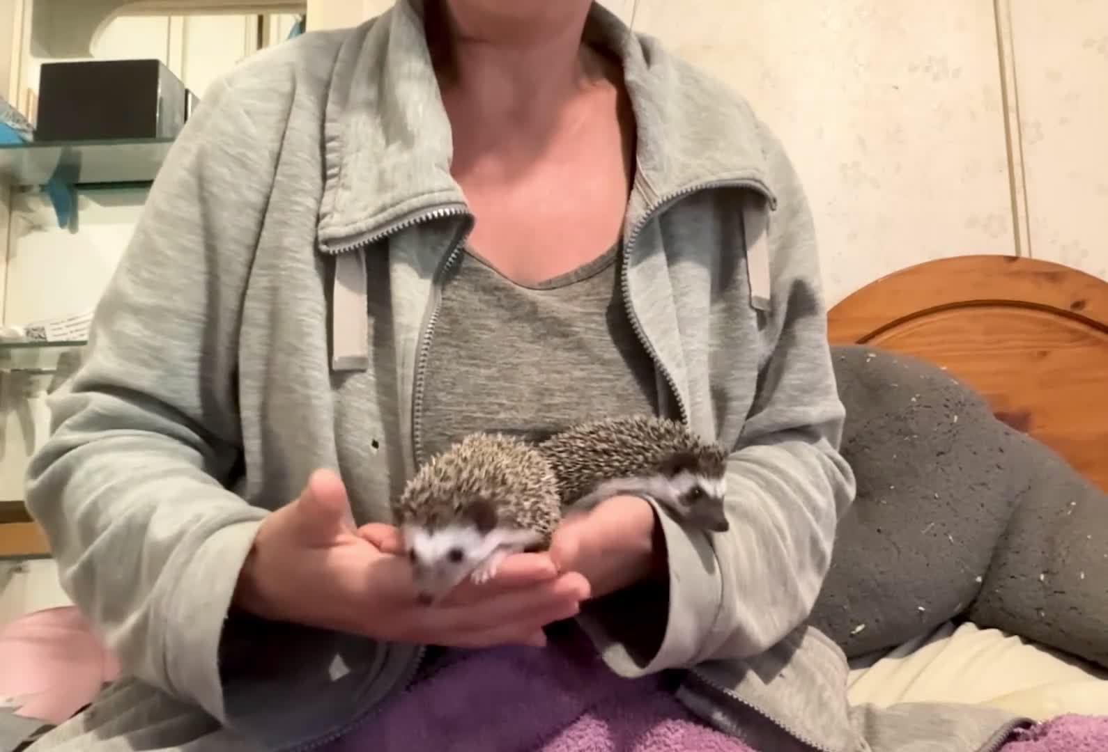 Pygmy Hedgehog rodents for sale: African Pygmy Hedgehog hoglet  baby’s  - Video 3