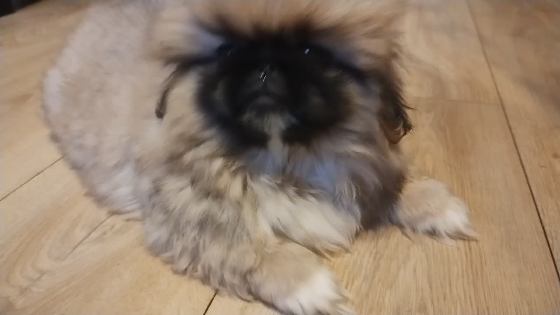 Pekingese dogs for sale: Pekingese puppies. Eastbourne - Video 1