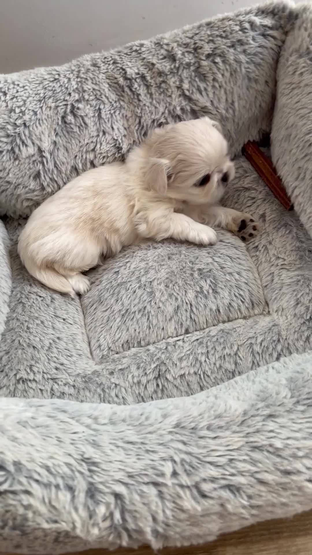 Pekingese dogs for sale: Pekingese Puppies Ready Soon - Video 1