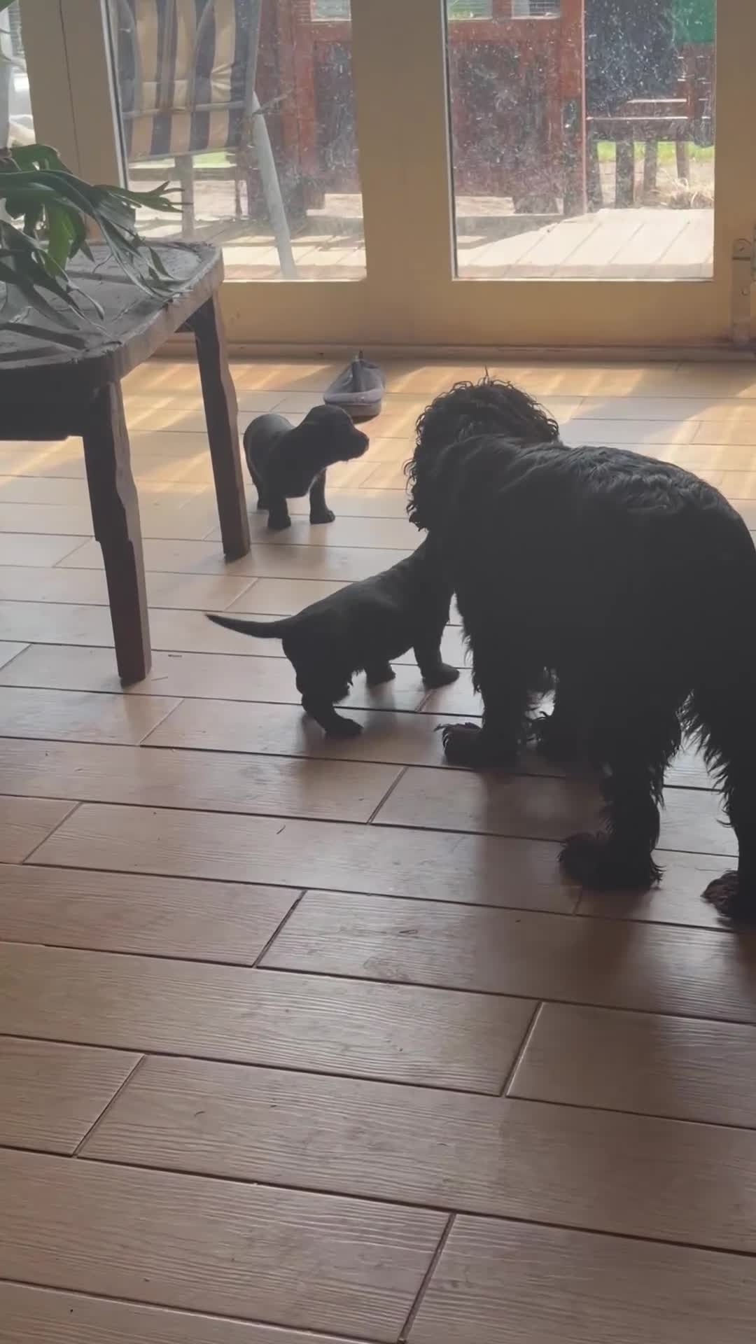 Mixed Breed dogs for sale: Miniature wirehaired Dachshund X Cocker Spaniel  - Video 4