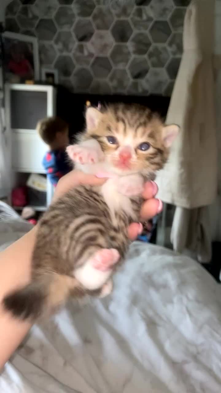 Mixed Breed cats for sale: 6 x Stunning Mixed Bengal/British Shorthair Cross  - Video 4