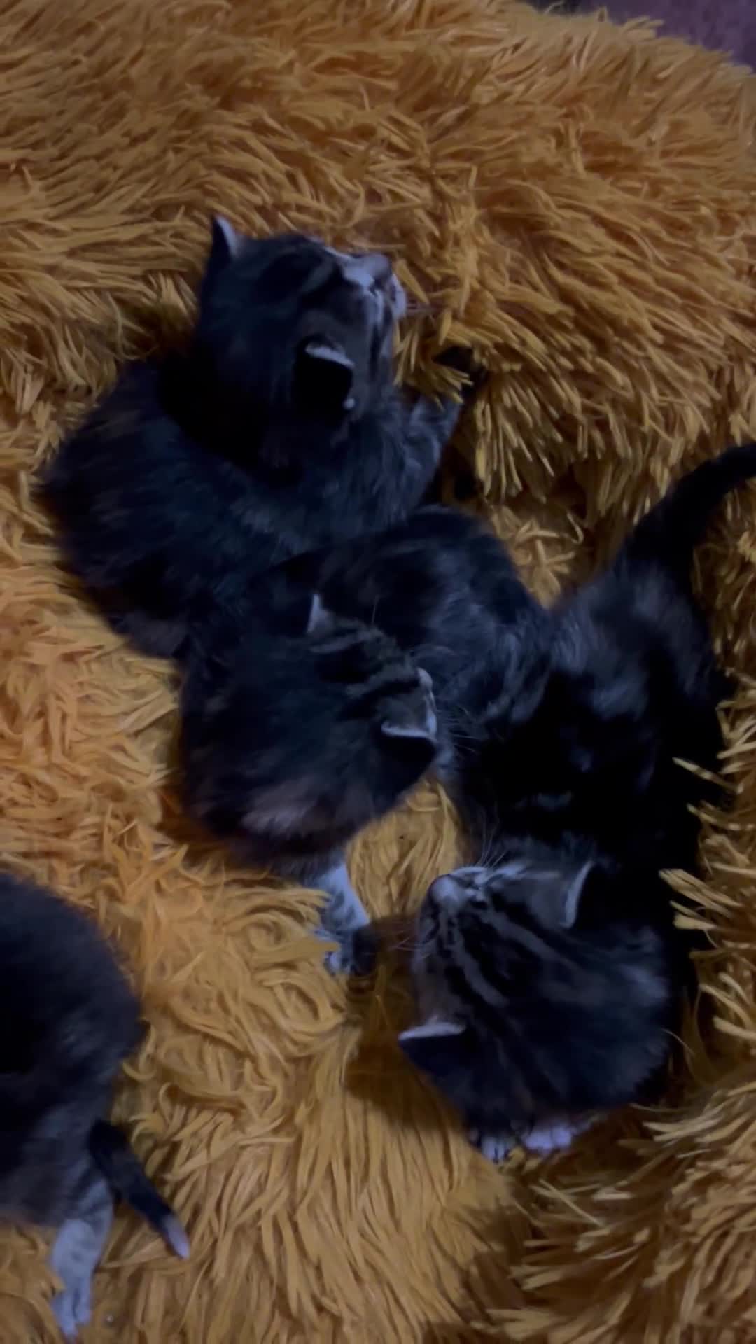 Mixed Breed cats for sale: READY NOW! Beautiful BSH x Ragdoll kittens - Video 4