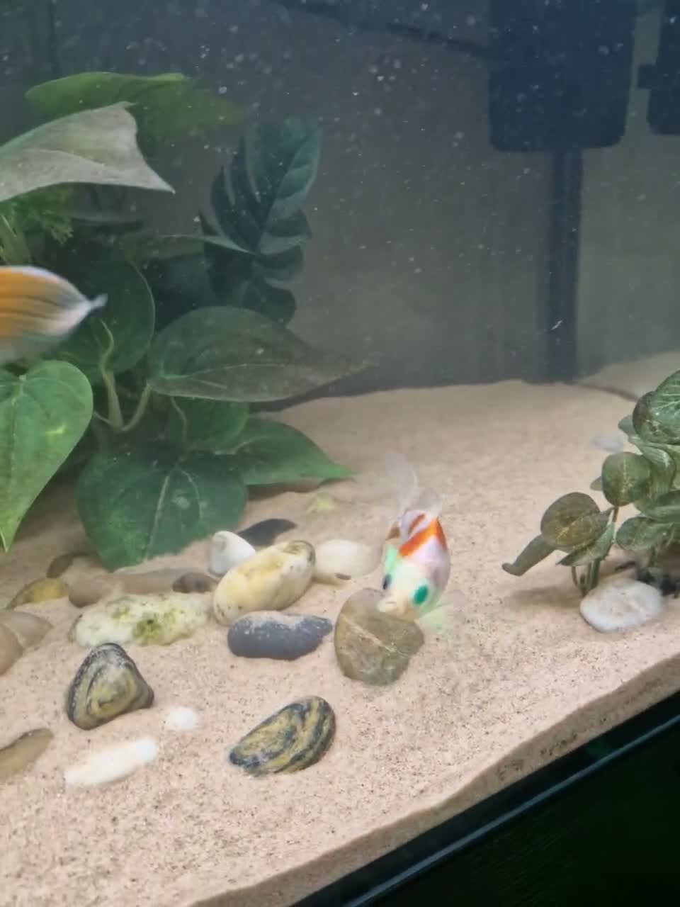Fancy Goldfish fish for sale: 200 litre tank with fish and accessories  - Video 2