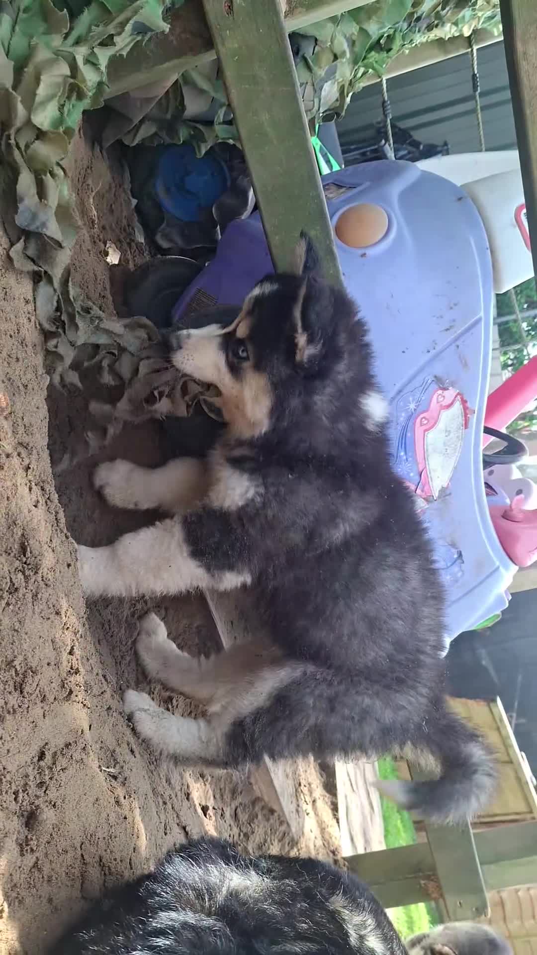 Pomsky dogs for sale: ❤️ G E O R G E O U S POMSKY PUPPIES READY TODAY ❤️ - Video 2