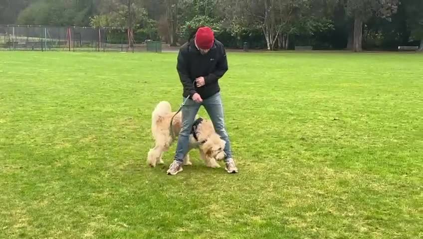 Mixed Breed dogs for sale: Auggie - Smart, Loving & Needs an Experienced Home - Video 1