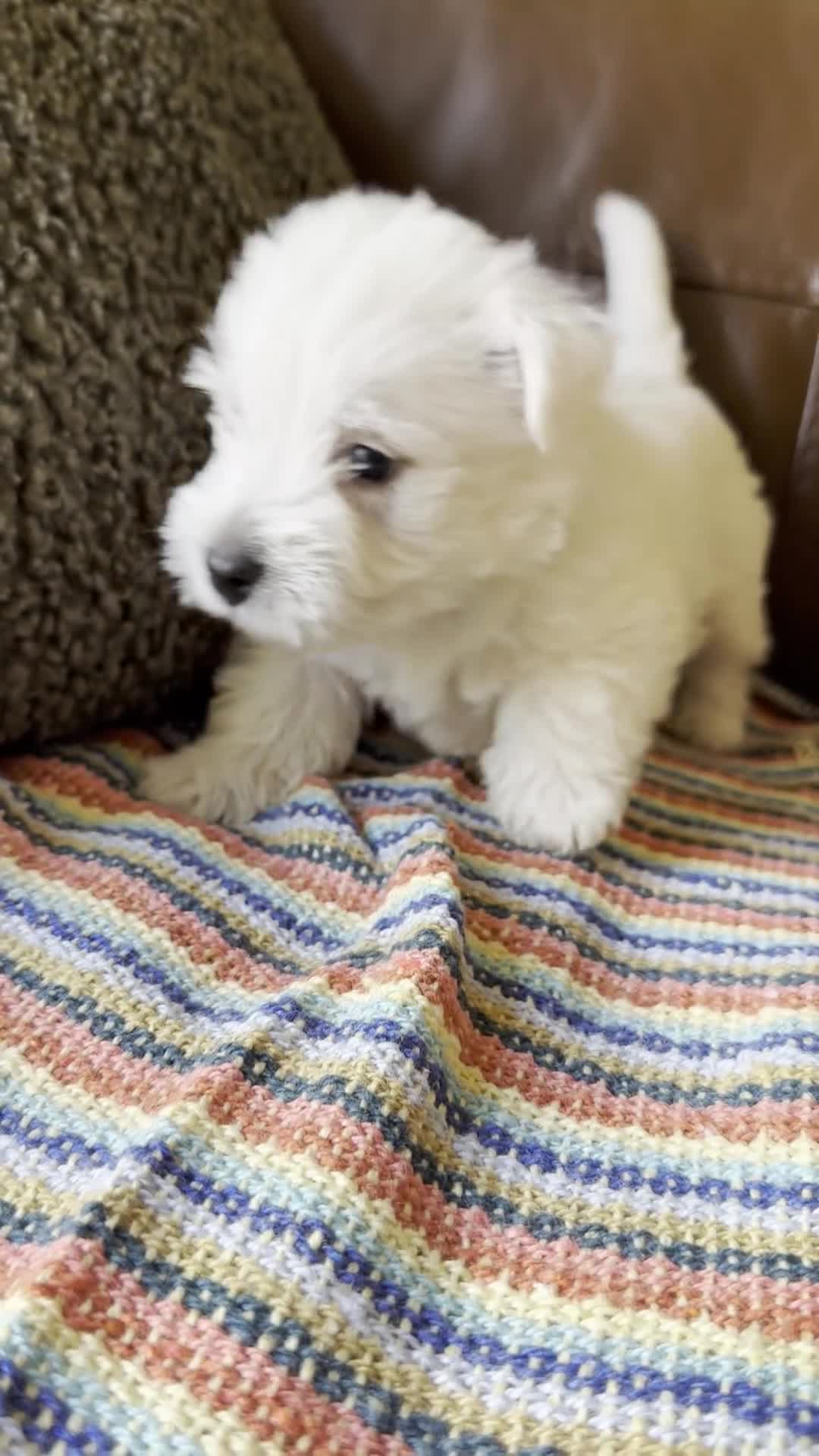 West Highland Terrier dogs for sale: Kennel Club Registered Westie Puppies - Video 5